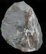 Promicroceras Ammonite - Dorset, England #30733-2